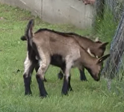 Loin des 4km épandage phyto pour évoté les